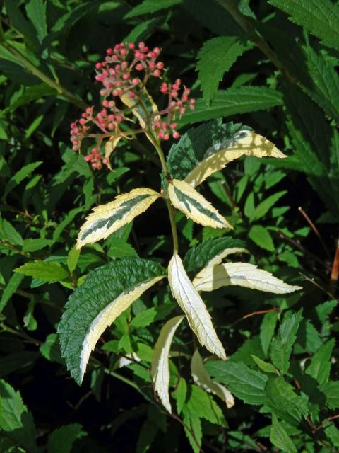 Chybění chlorofylu tavolníku japonského (Spiraea japonica L. fil.)