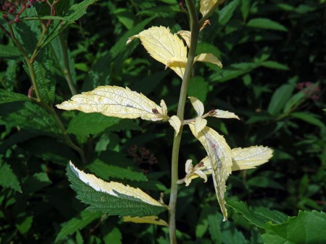 Chybění chlorofylu tavolníku japonského (Spiraea japonica L. fil.)