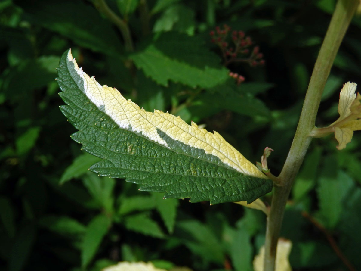 Chybění chlorofylu tavolníku japonského (Spiraea japonica L. fil.)