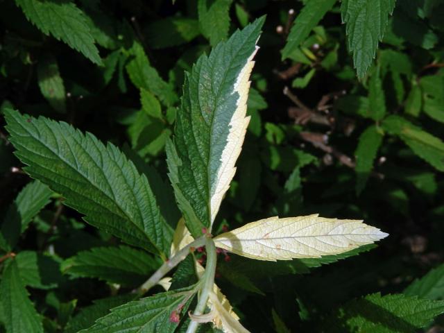 Chybění chlorofylu tavolníku japonského (Spiraea japonica L. fil.)