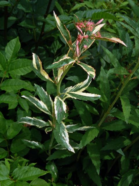 Chybění chlorofylu tavolníku japonského (Spiraea japonica L. fil.)