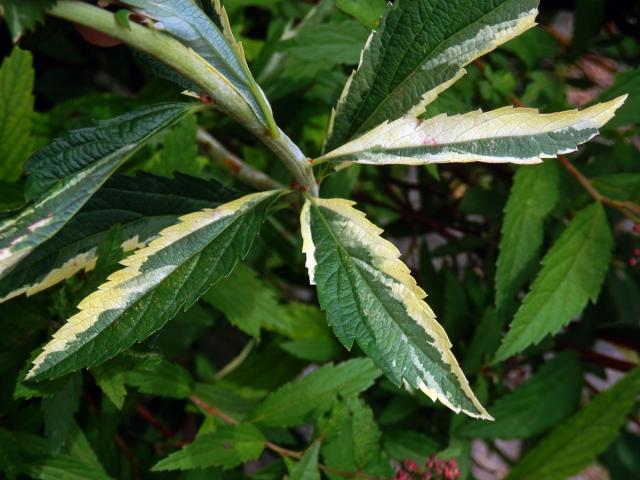 Chybění chlorofylu tavolníku japonského (Spiraea japonica L. fil.)