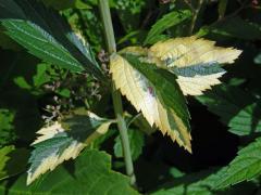 Chybění chlorofylu tavolníku japonského (Spiraea japonica L. fil.)