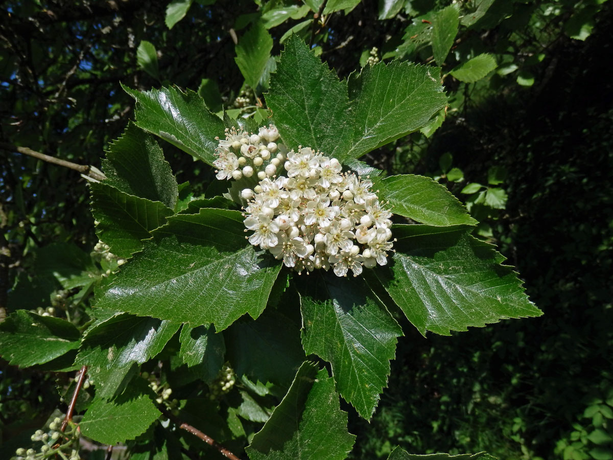 Jeřáb manětínský (Sorbus rhodanthera Kovanda)