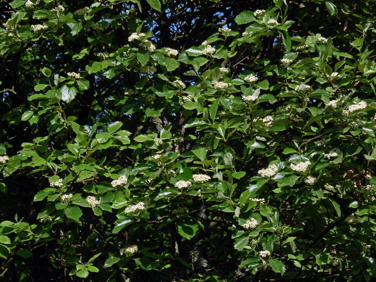 Jeřáb manětínský (Sorbus rhodanthera Kovanda)