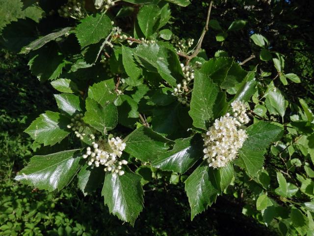 Jeřáb manětínský (Sorbus rhodanthera Kovanda)