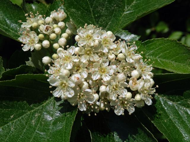 Jeřáb manětínský (Sorbus rhodanthera Kovanda)