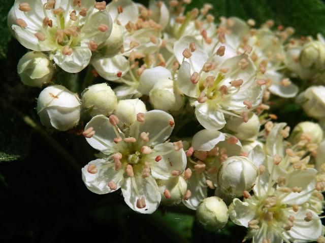 Jeřáb manětínský (Sorbus rhodanthera Kovanda)