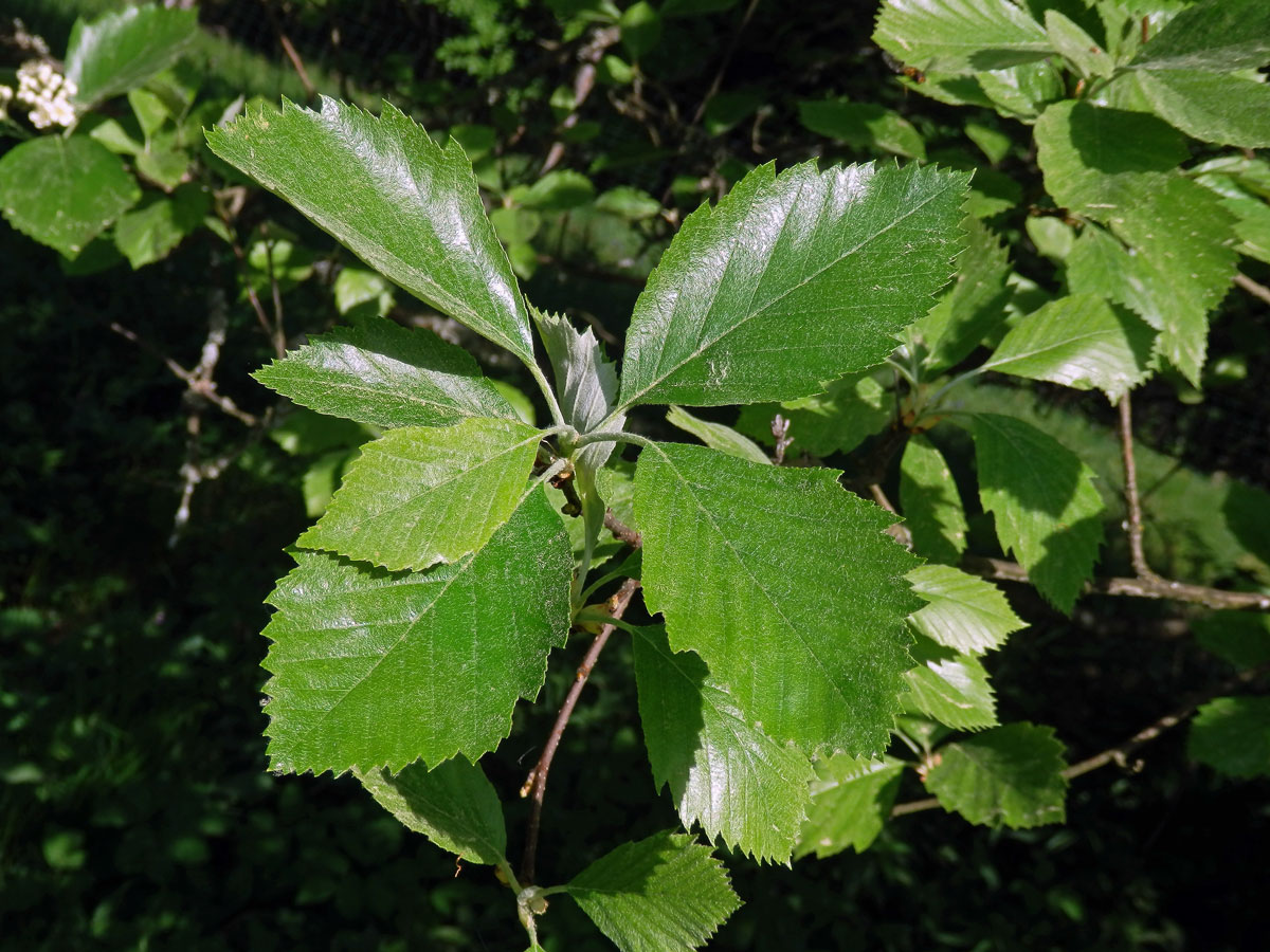 Jeřáb manětínský (Sorbus rhodanthera Kovanda)