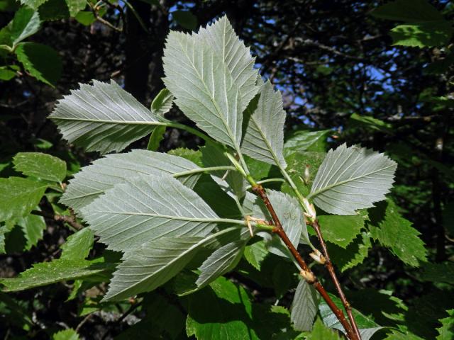 Jeřáb manětínský (Sorbus rhodanthera Kovanda)