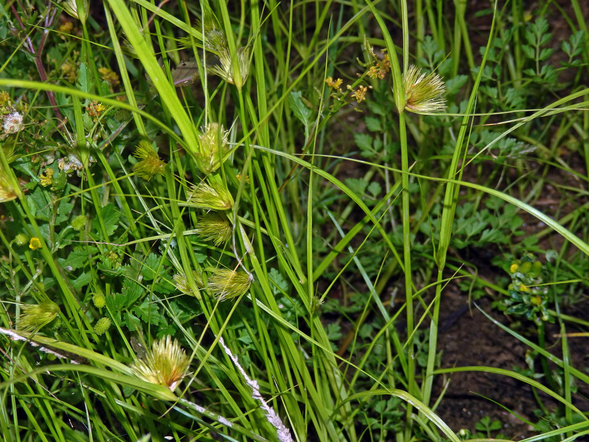 Ostřice šáchorovitá (Carex bohemica Schreb.)