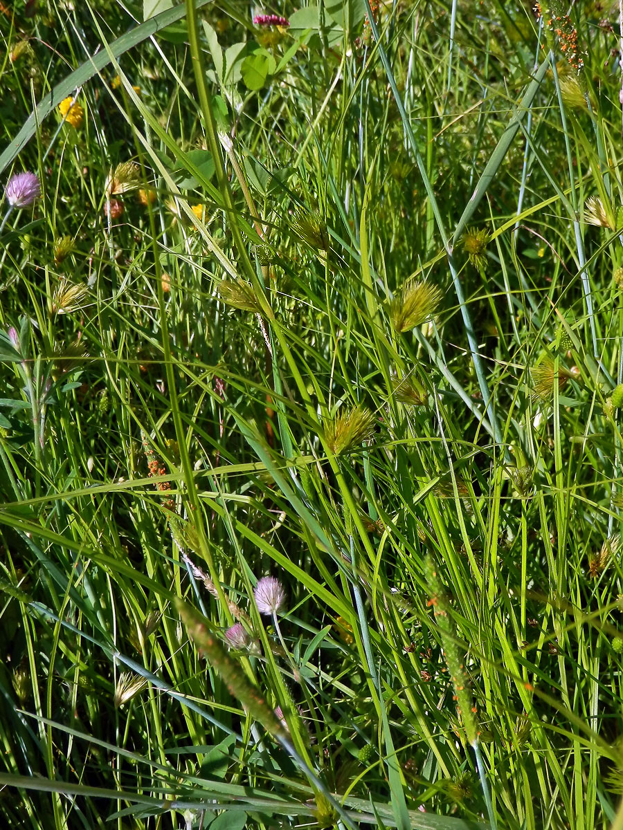 Ostřice šáchorovitá (Carex bohemica Schreb.)