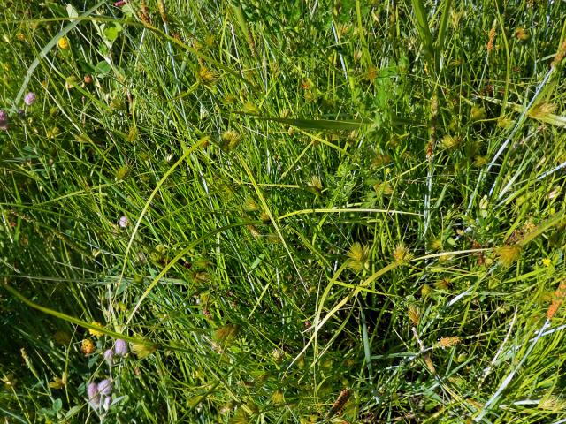 Ostřice šáchorovitá (Carex bohemica Schreb.)