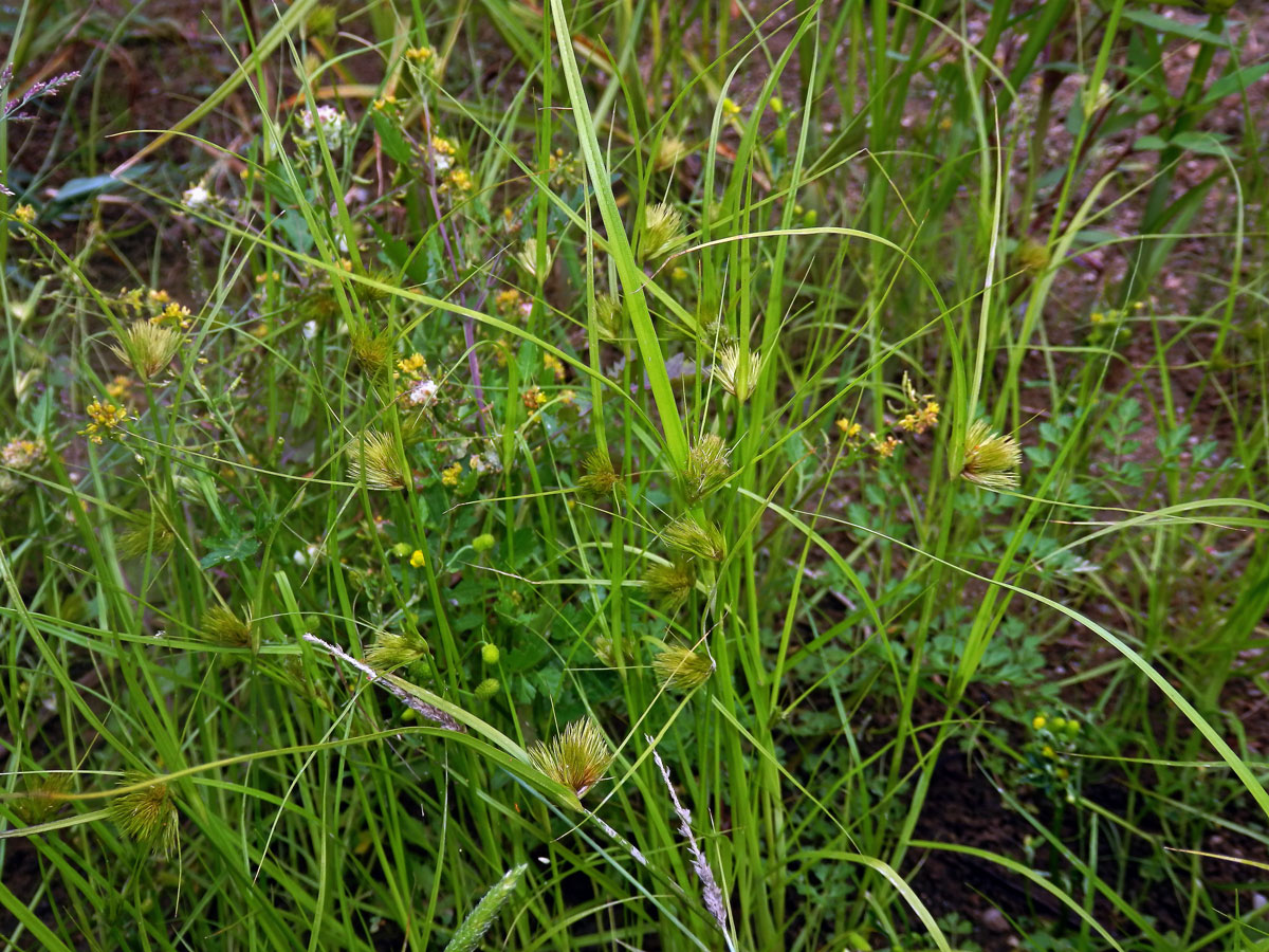 Ostřice šáchorovitá (Carex bohemica Schreb.)