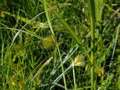 Ostřice šáchorovitá (Carex bohemica Schreb.)