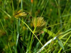 Ostřice šáchorovitá (Carex bohemica Schreb.)