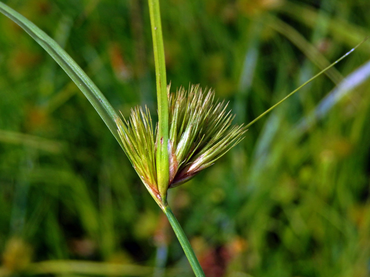 Ostřice šáchorovitá (Carex bohemica Schreb.)