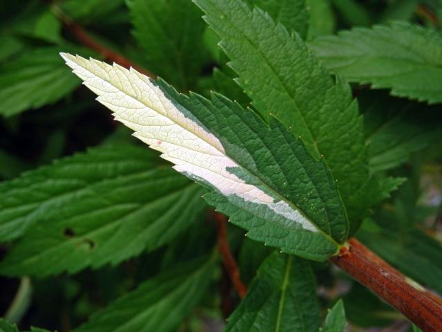 Chybění chlorofylu tavolníku japonského (Spiraea japonica L. fil.)