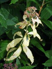 Chybění chlorofylu tavolníku japonského (Spiraea japonica L. fil.)