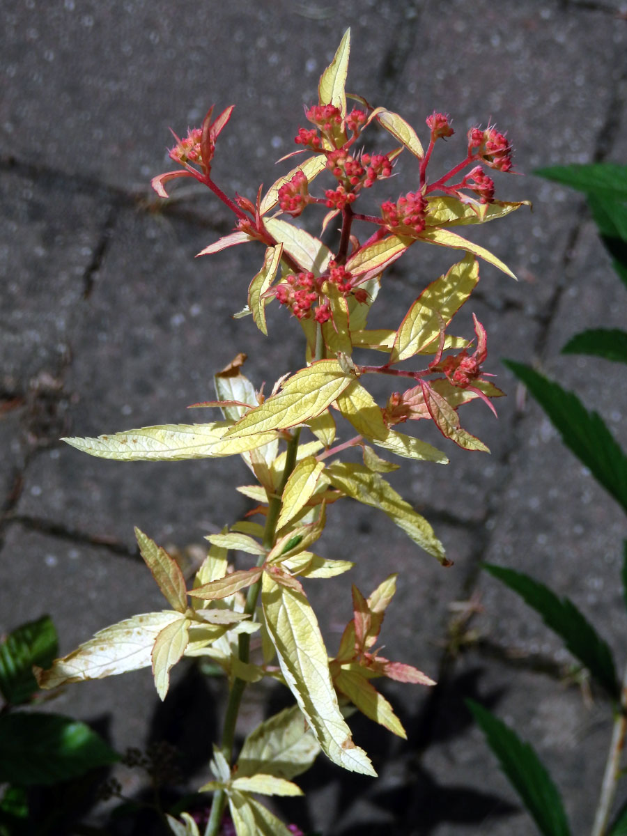 Chybění chlorofylu tavolníku japonského (Spiraea japonica L. fil.)