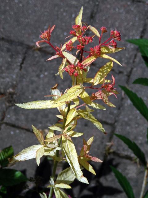 Chybění chlorofylu tavolníku japonského (Spiraea japonica L. fil.)