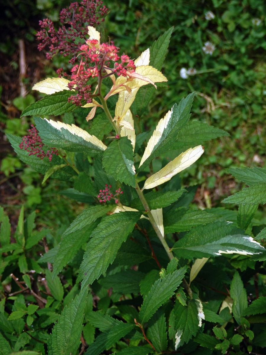 Chybění chlorofylu tavolníku japonského (Spiraea japonica L. fil.)