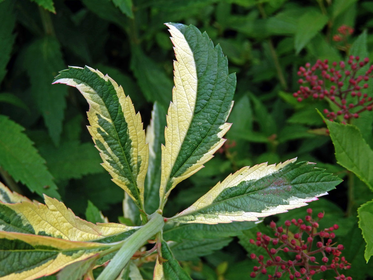 Chybění chlorofylu tavolníku japonského (Spiraea japonica L. fil.)