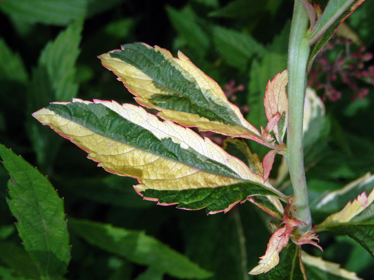 Chybění chlorofylu tavolníku japonského (Spiraea japonica L. fil.)