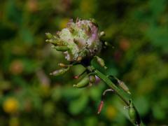 Hálky na rukvi obecné (Rorippa sylvestris (L.) Besser), původce neznámý