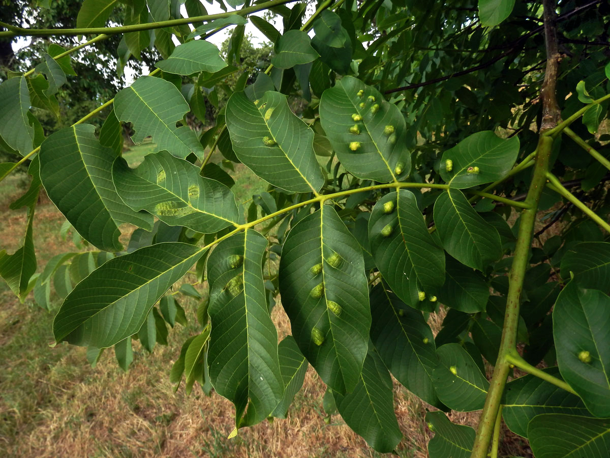 Hálky vlnovníka (Aceria tristriata)