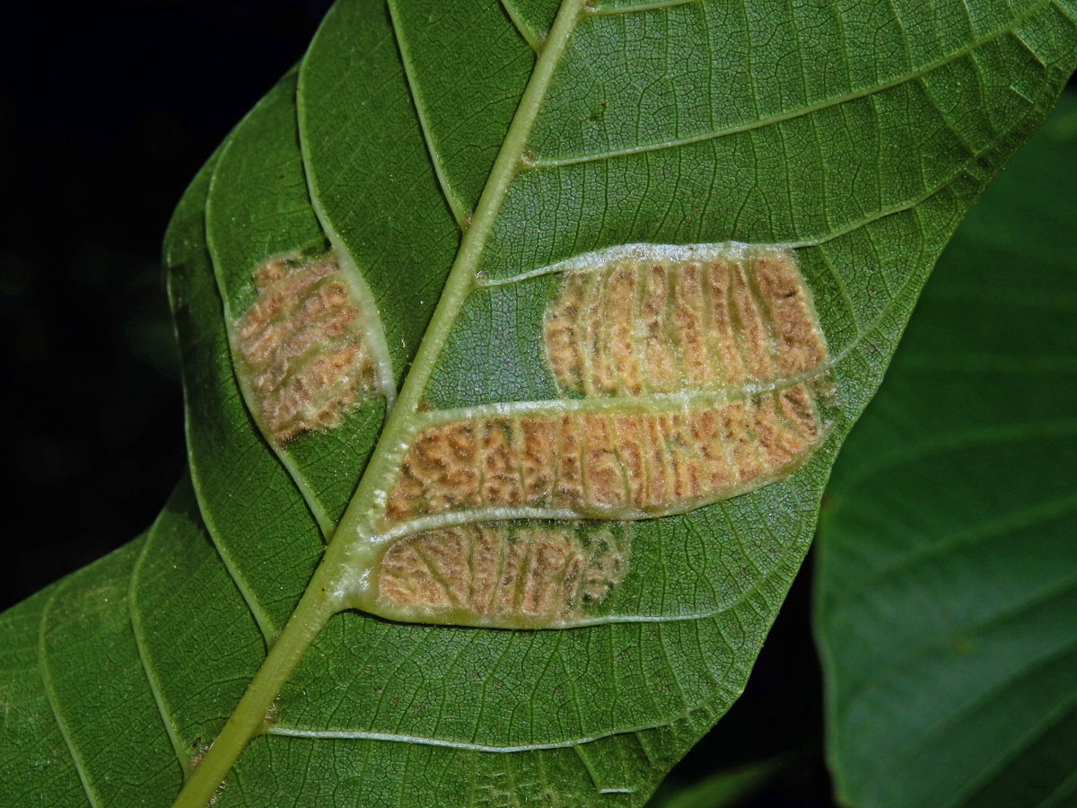 Hálky vlnovníka (Aceria tristriata)