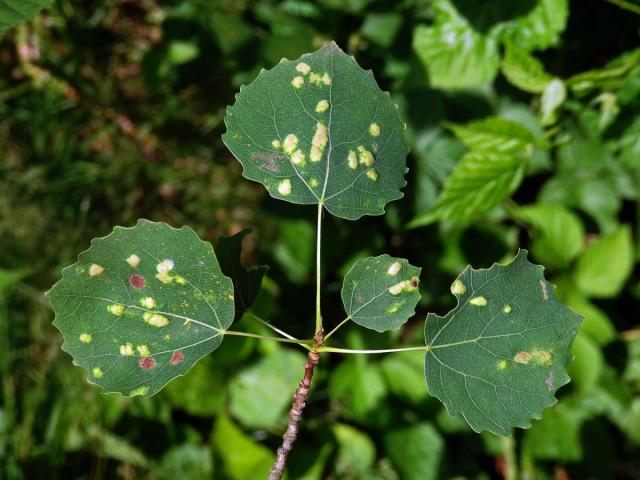 Hálky vlnovníka topololistého (Phyllocoptes populi), topol osika