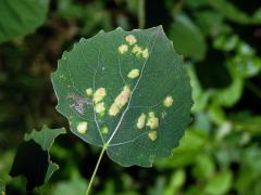 Hálky vlnovníka topololistého (Phyllocoptes populi), topol osika