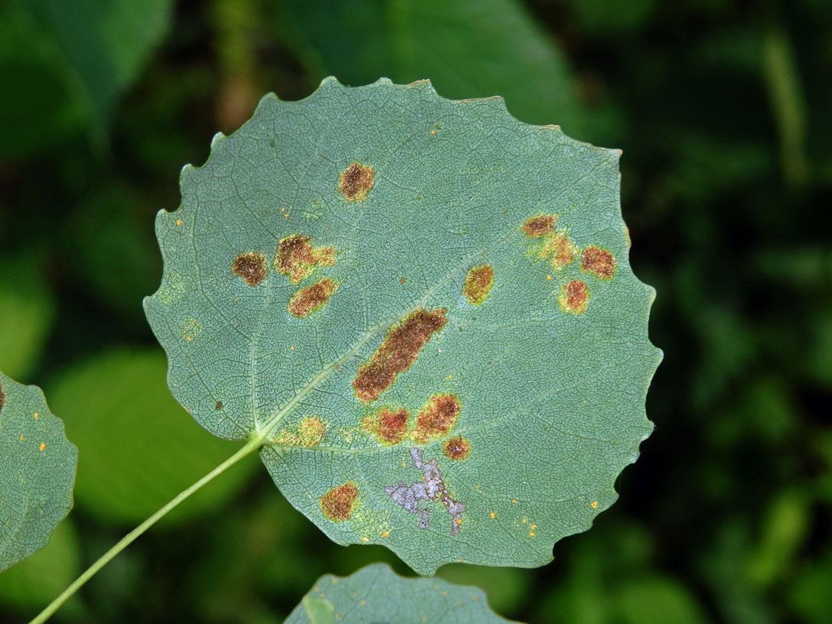 Hálky vlnovníka topololistého (Phyllocoptes populi), topol osika