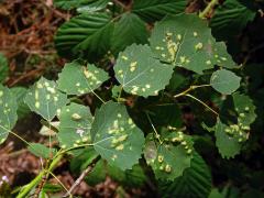 Hálky vlnovníka topololistého (Phyllocoptes populi), topol osika