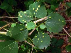 Hálky vlnovníka topololistého (Phyllocoptes populi), topol osika