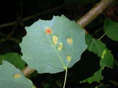 Hálky vlnovníka topololistého (Phyllocoptes populi), topol osika