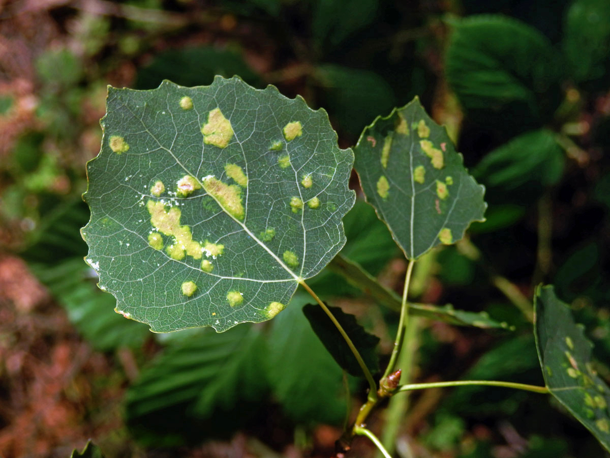 Hálky vlnovníka topololistého (Phyllocoptes populi), topol osika