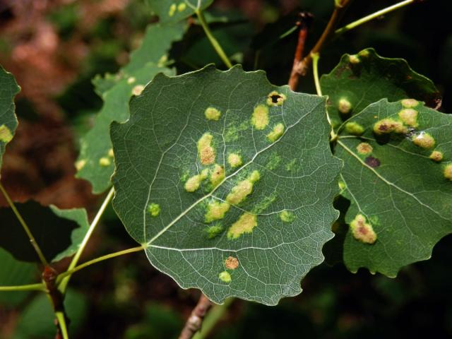 Hálky vlnovníka topololistého (Phyllocoptes populi), topol osika