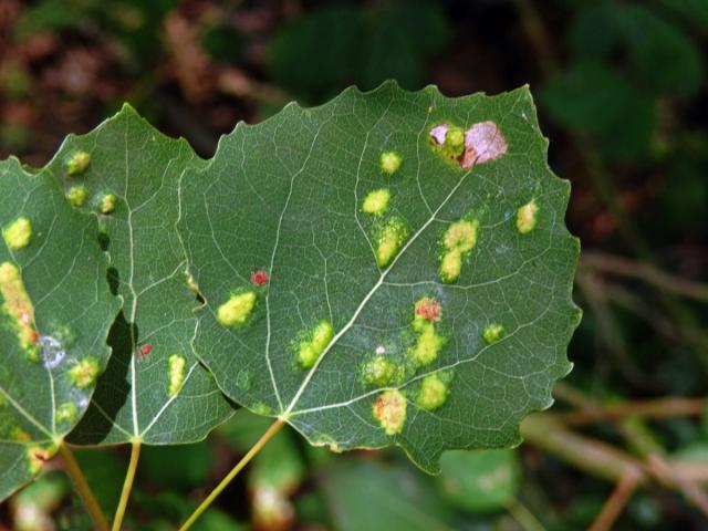 Hálky vlnovníka topololistého (Phyllocoptes populi), topol osika