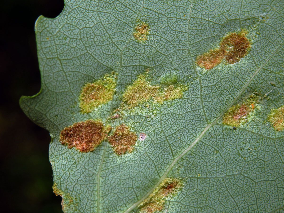 Hálky vlnovníka topololistého (Phyllocoptes populi), topol osika