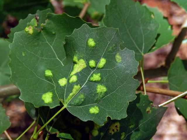 Hálky vlnovníka topololistého (Phyllocoptes populi), topol osika