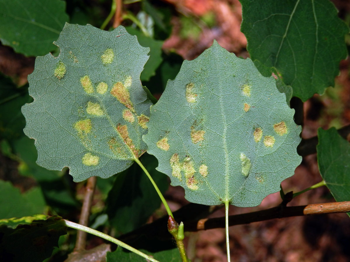 Hálky vlnovníka topololistého (Phyllocoptes populi), topol osika