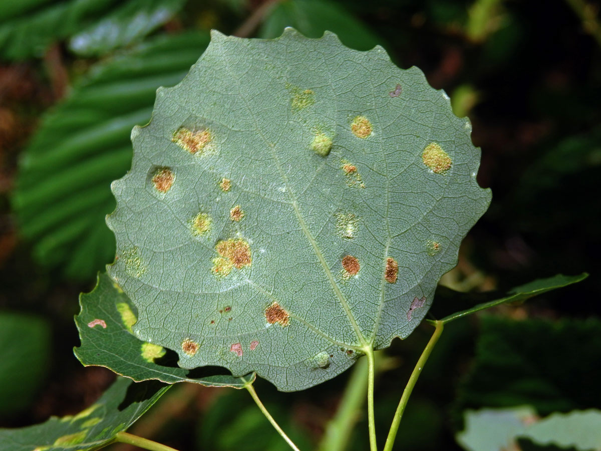 Hálky vlnovníka topololistého (Phyllocoptes populi), topol osika