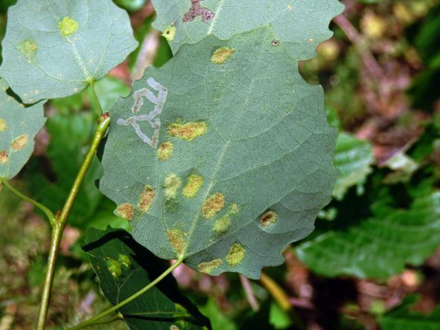 Hálky vlnovníka topololistého (Phyllocoptes populi), topol osika