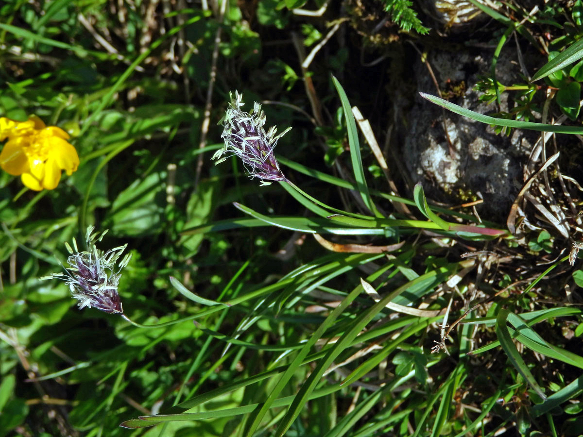 Pěchava tatranská (Sesleria tatrae (Degen) Deyl)