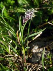 Pěchava tatranská (Sesleria tatrae (Degen) Deyl)