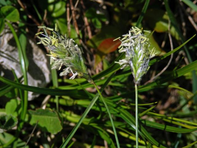 Pěchava tatranská (Sesleria tatrae (Degen) Deyl)