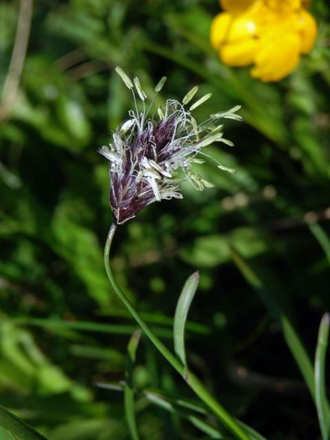 Pěchava tatranská (Sesleria tatrae (Degen) Deyl)