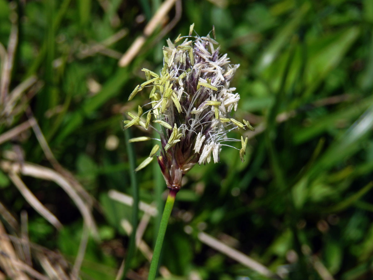 Pěchava tatranská (Sesleria tatrae (Degen) Deyl)